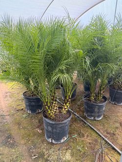 Pygmy Palms 17” pots 4 -5 feet tall