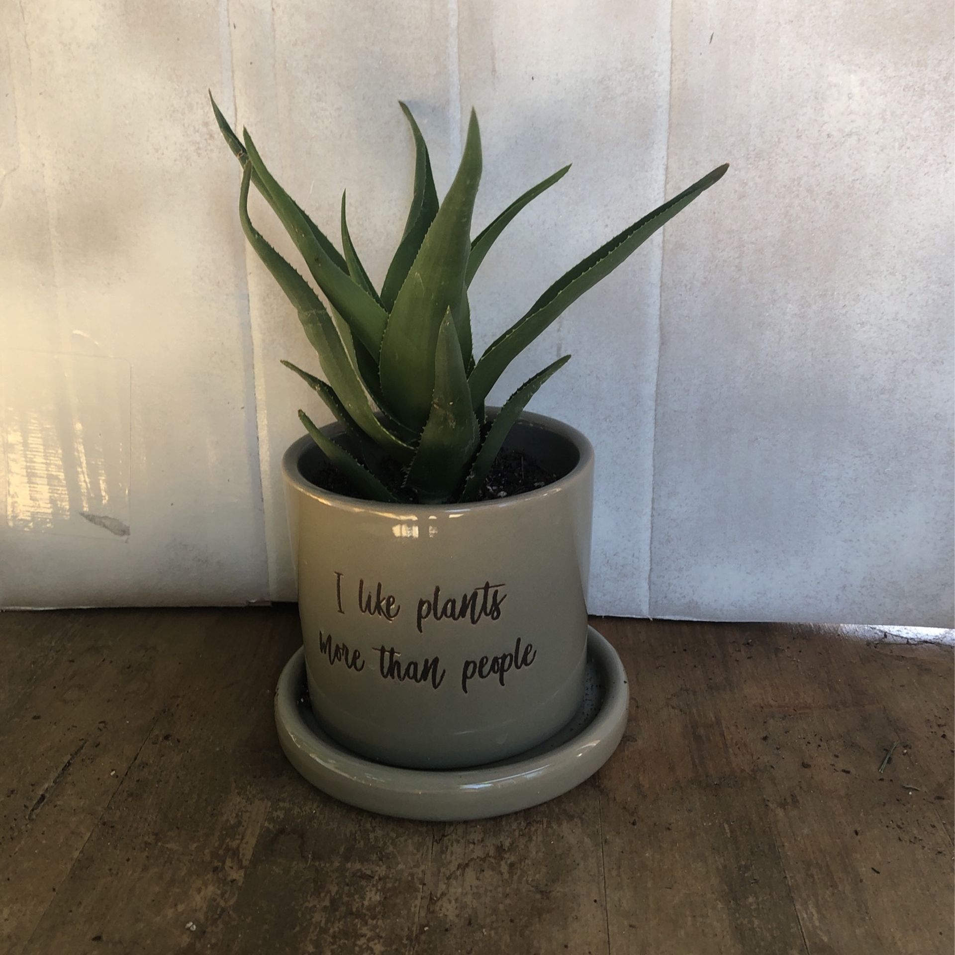 Succulent Plant in Ceramic 5” pot