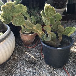 Very nice coral cactus