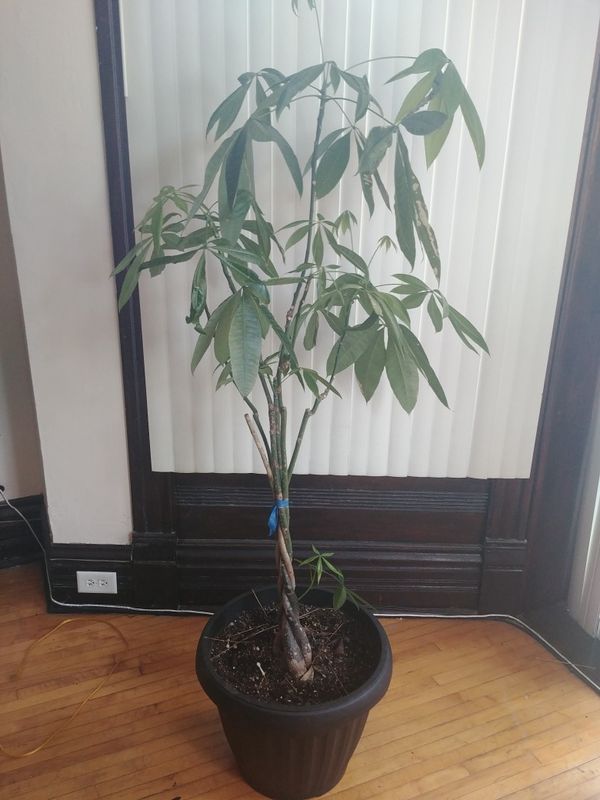 Money tree for Sale in Chicago, IL OfferUp