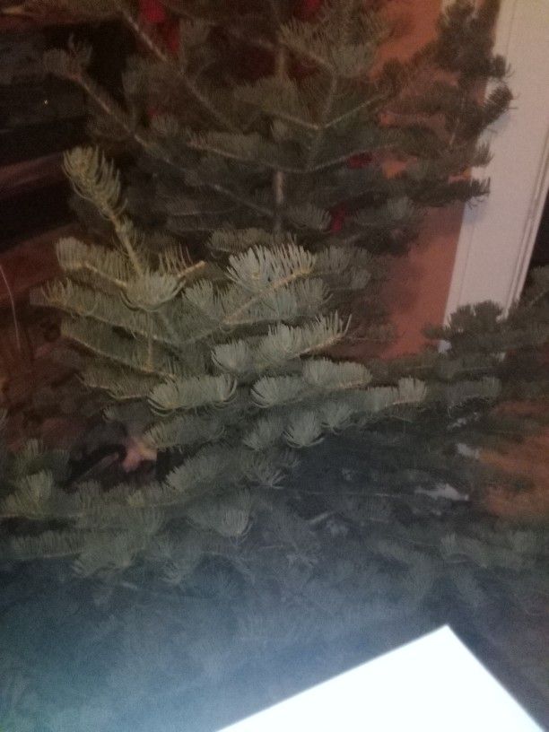 CHRISTMAS TREES FOR SALE fresh Cut