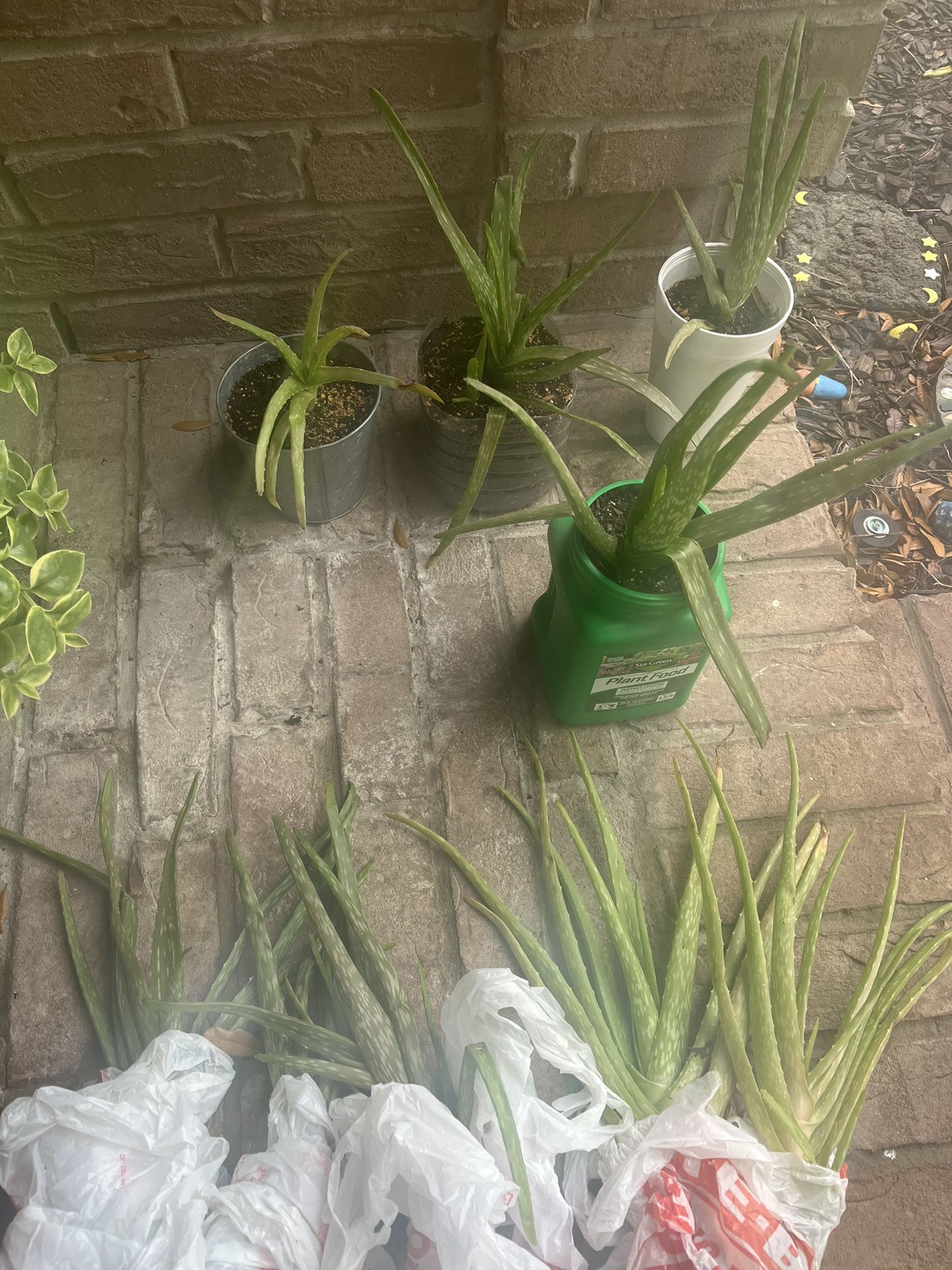 Lots of Aloe Vera Cactus - All for $20