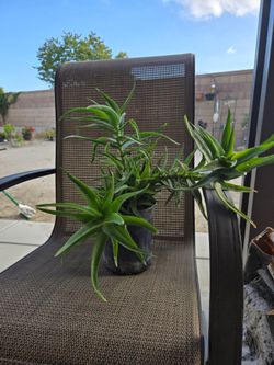 Plant