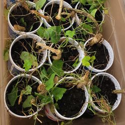 Tindora, ટીંડોરા, ടിൻഡോറ,టిండోరా