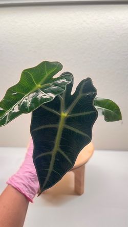 Alocasia Polly #2