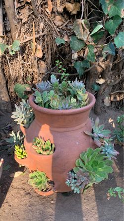 Huge planter with plants
