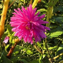 Dahlia Plants Elga $5 each