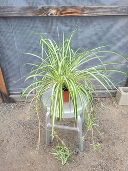 Spider Plant 6 " Nursery Pot