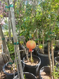 Fruit trees and different plants