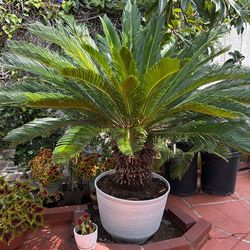 Sago Palm tree