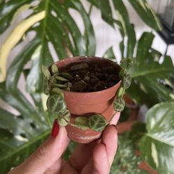 String Of Turtles House Plant 