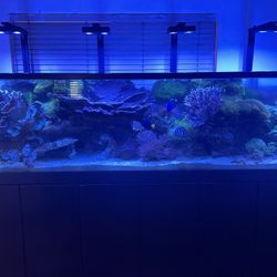 Salt Water Fish Tank 