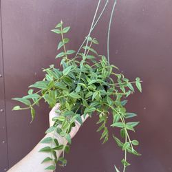 6” Hoya Bella