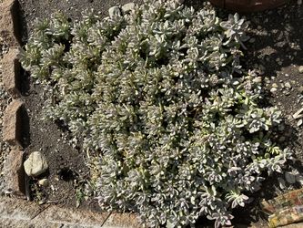 a heap of Beautiful plant
