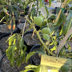 mango trees