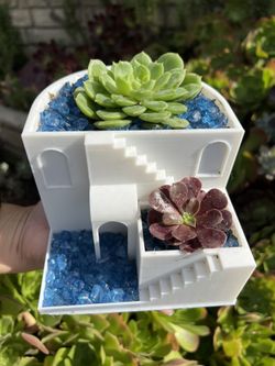 Real Succulent Arrangements