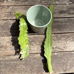 Dragon Fruit Cutting