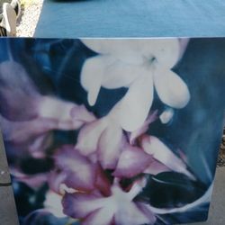 Flora Paint Good Condition