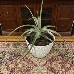 Very Large Aloe House Plant