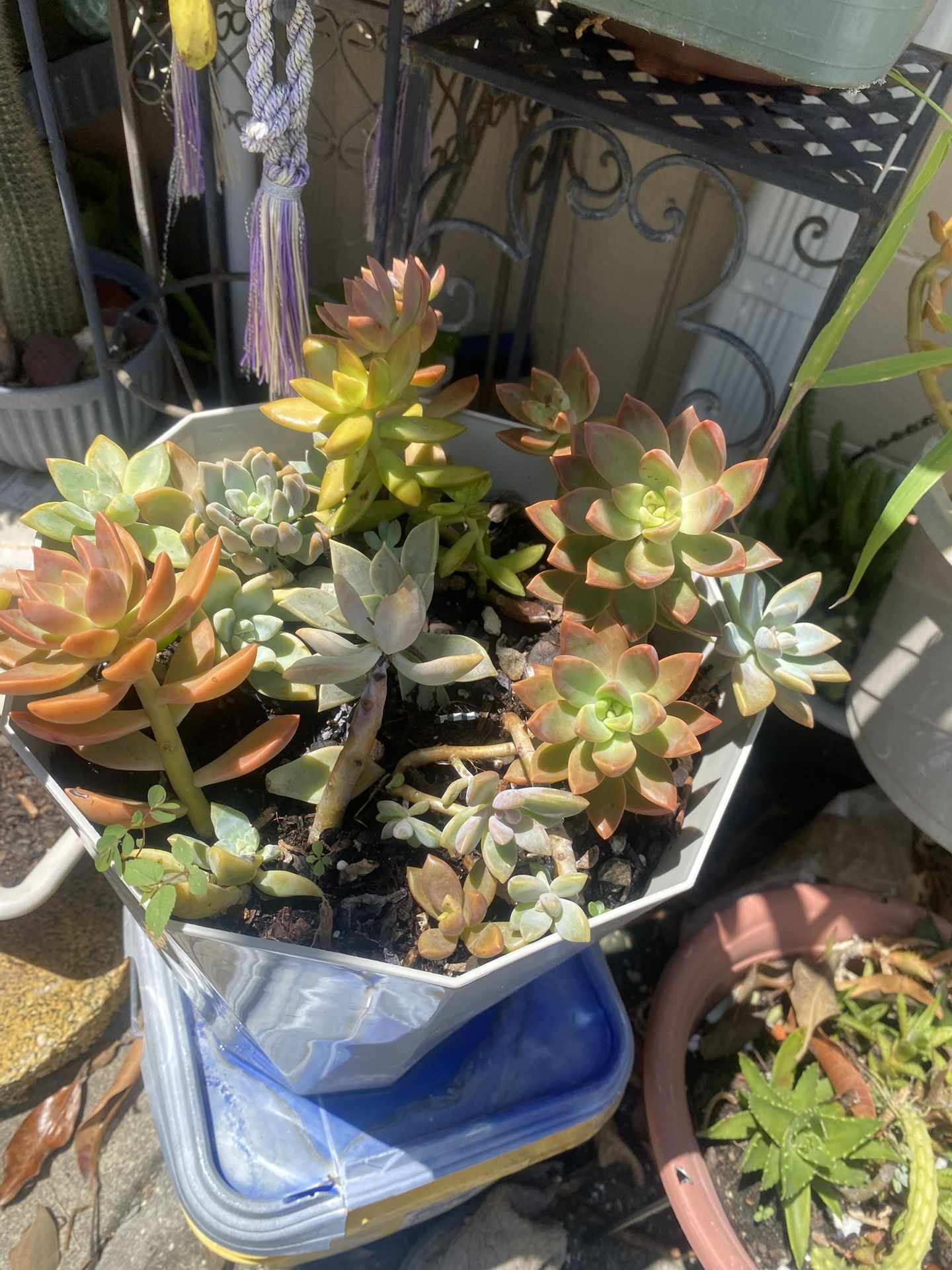Succulents