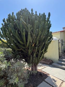 Large mature Euphorbia Ammak (Candelabra Succulent) - Approx. 11 ft x 7 ft.