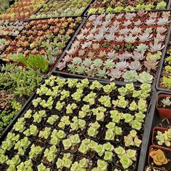 Succulent Plants. Plantas Suculentas