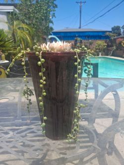 Echeveria big flower in center, string of pearls hanging