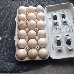 Ducks Eggs 🥚12 Dollars A Dozen