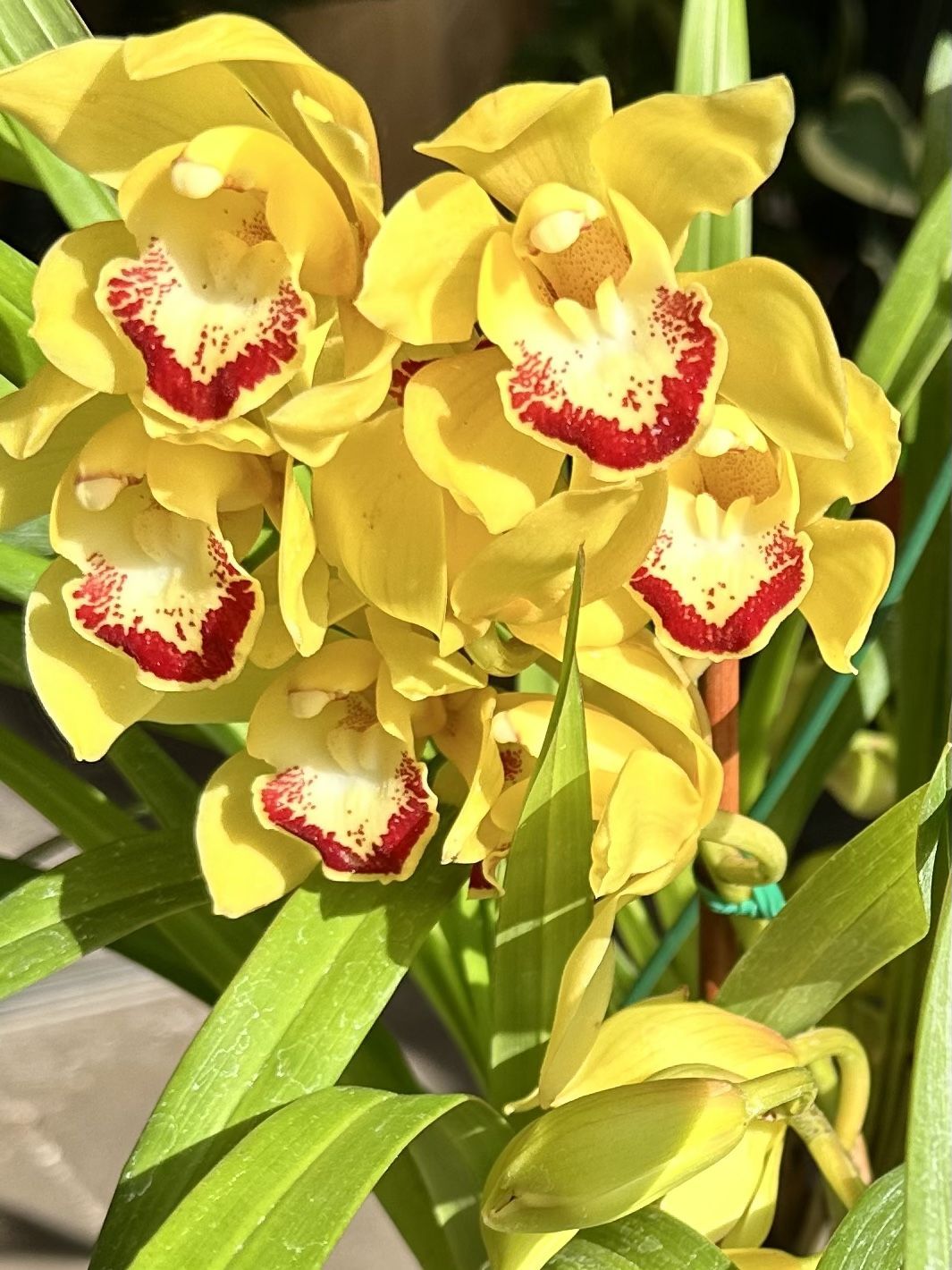 Cascading Cymbidium Orchid 10” Pot With 8 Spikes Flower 