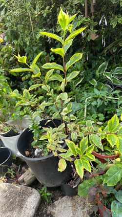Weigela
