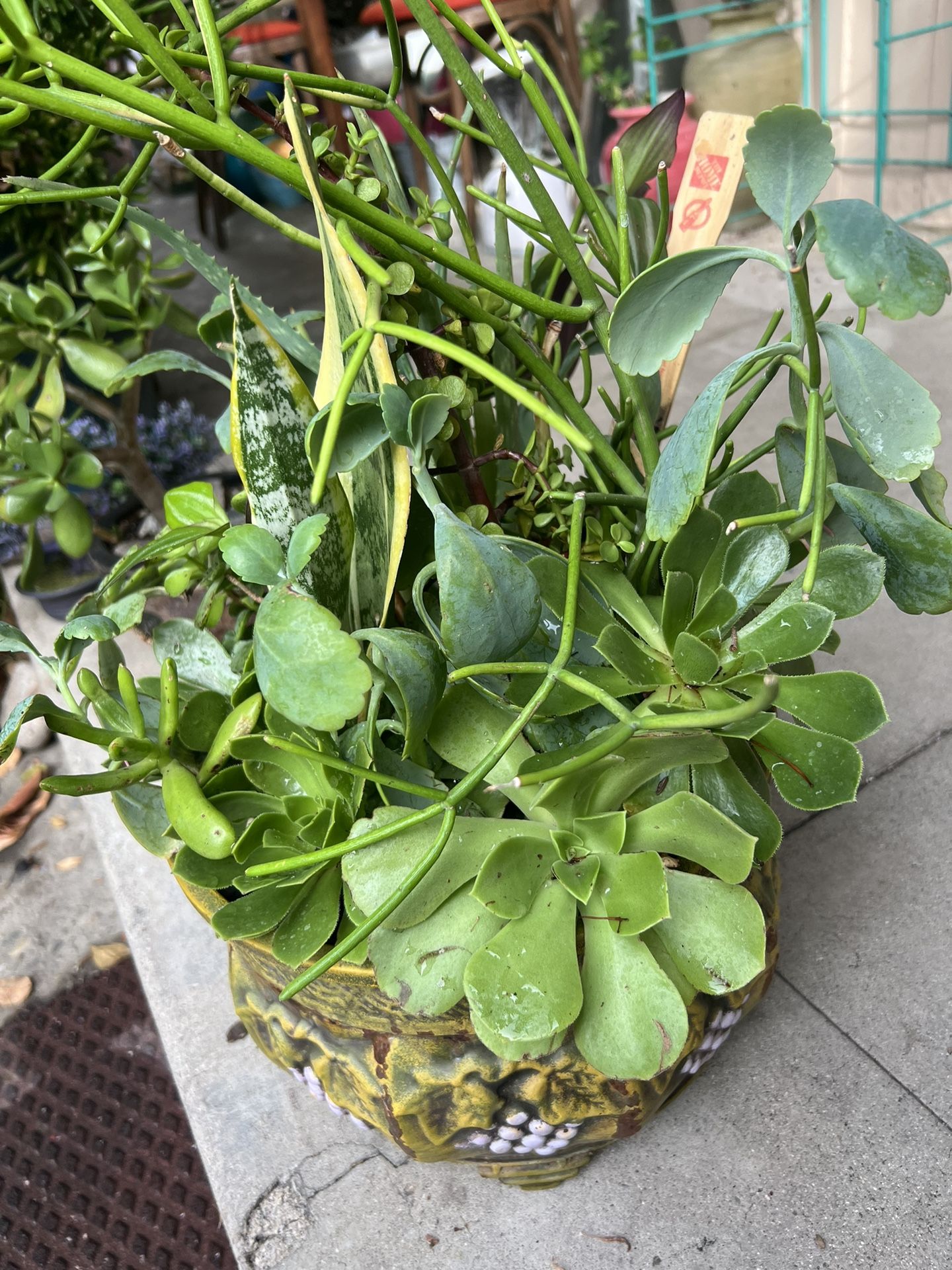 Variety’s Succulent Plants