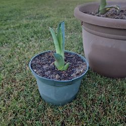 Agave plant