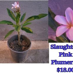 Slaughter Pink Plumeria Plant 