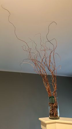 Curly Willow Branches in Glass Vase