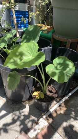 Bac Hà 20$