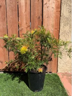 Grevillea ‘peaches and cream’ 5Gal