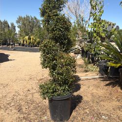 Snake Shade Plant