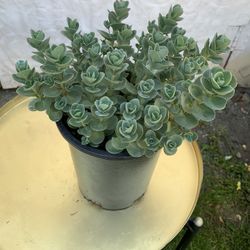 Outdoor Plant