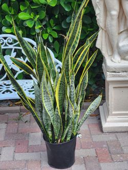 Snake plant   some are 46 inch tall .  You can spit them and make other pants with them. NO OFFER PRICE IS FIRM