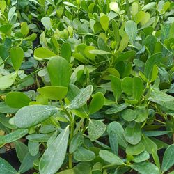 Clusia Privacy Hedge Plants 🌿 3gl $4.50