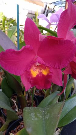 Orchids