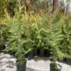 1gal Leyland Cypress Privacy Trees —