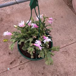 Thanksgiving Cactus 