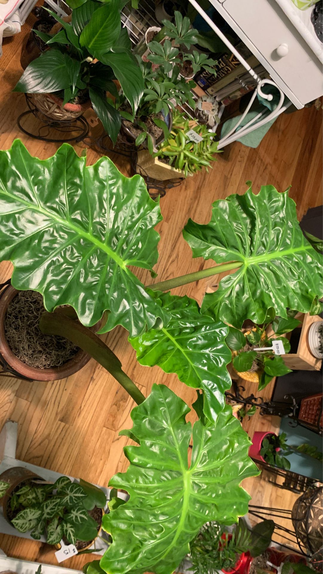 Big Alocasia Adora Plant “giant upright elephant ears” Plant in large ceramic pot