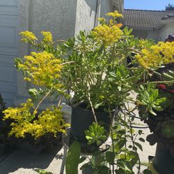 Suculentas Disposiciones Grandes Muy Bonitas 