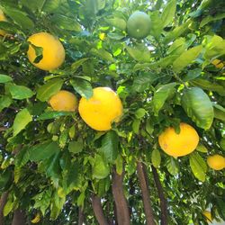 Giant Organic Home Grown Pomelo's 🍈😋