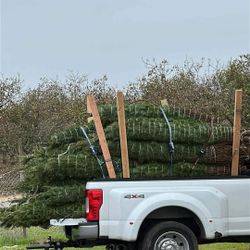 Fresh Cut Trees . 5.5 Feet Too 10feet ….$50Each 