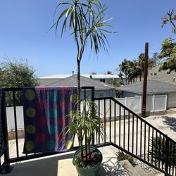House Plant