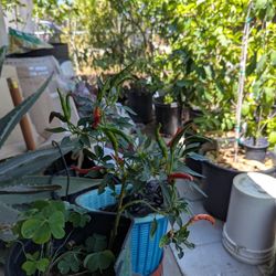 Thailand Chlili Plant