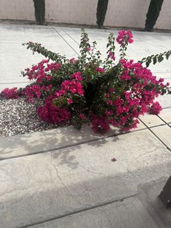 Bougainvillea Plant